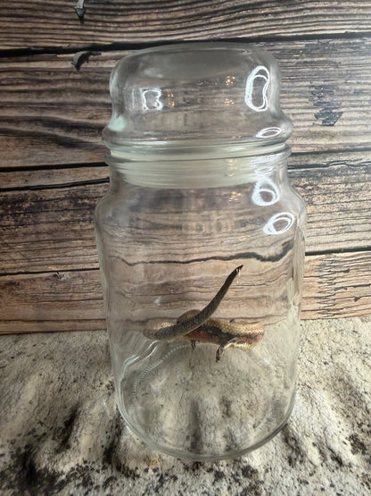 Dry Preserved Skink Lizard