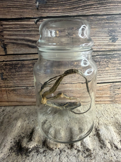 Dry Preserved Lizard