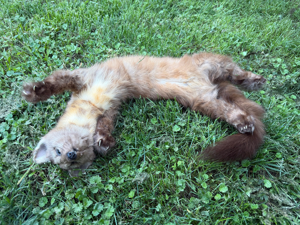 Pine Marten Soft Mount