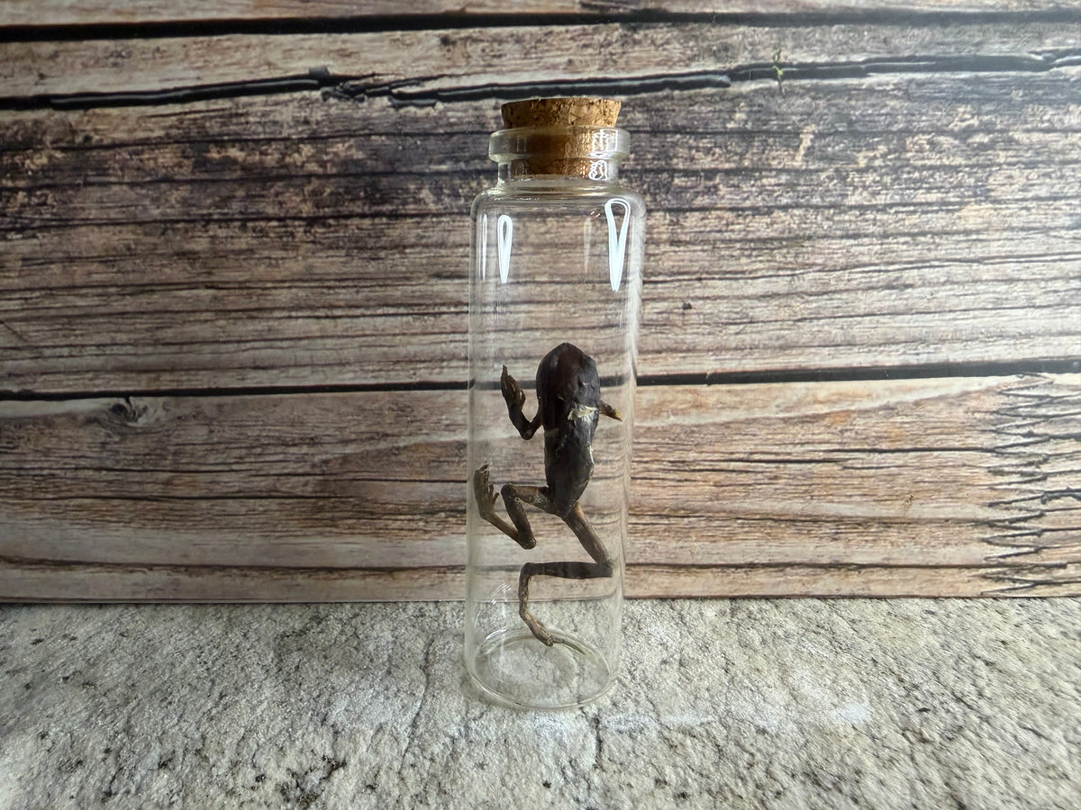 Dry Preserved Frog (Imperfect)