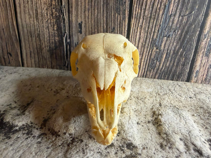 Juvenile Goat Skull