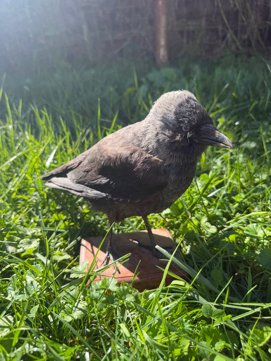 Eurasian Jackdaw Taxidermy