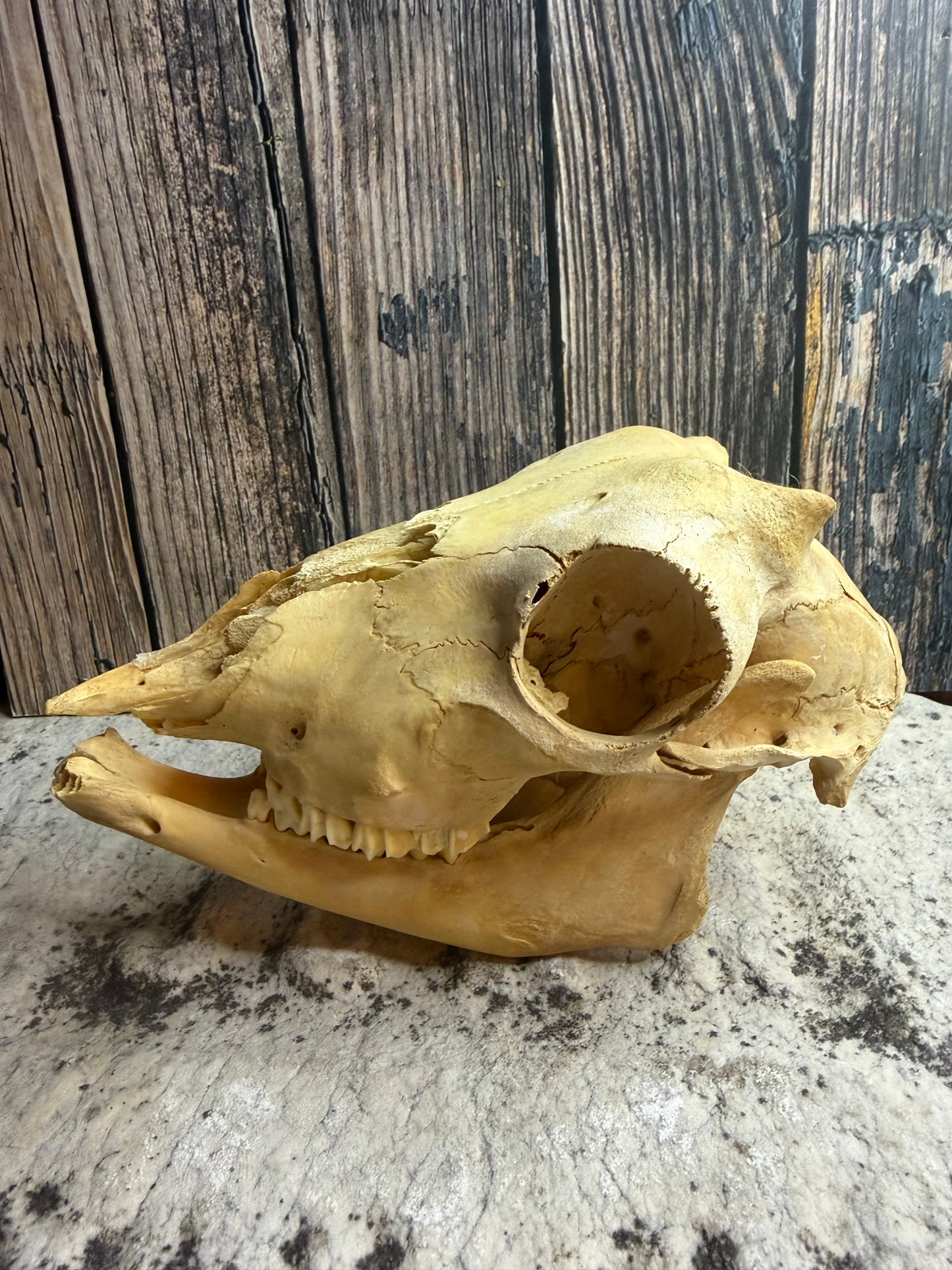 Craft Grade Juvenile Goat Skull