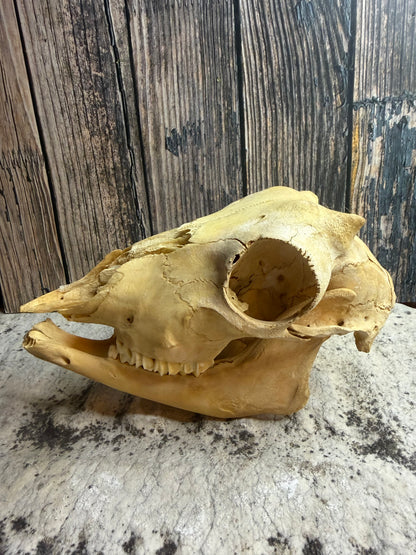 Craft Grade Juvenile Goat Skull
