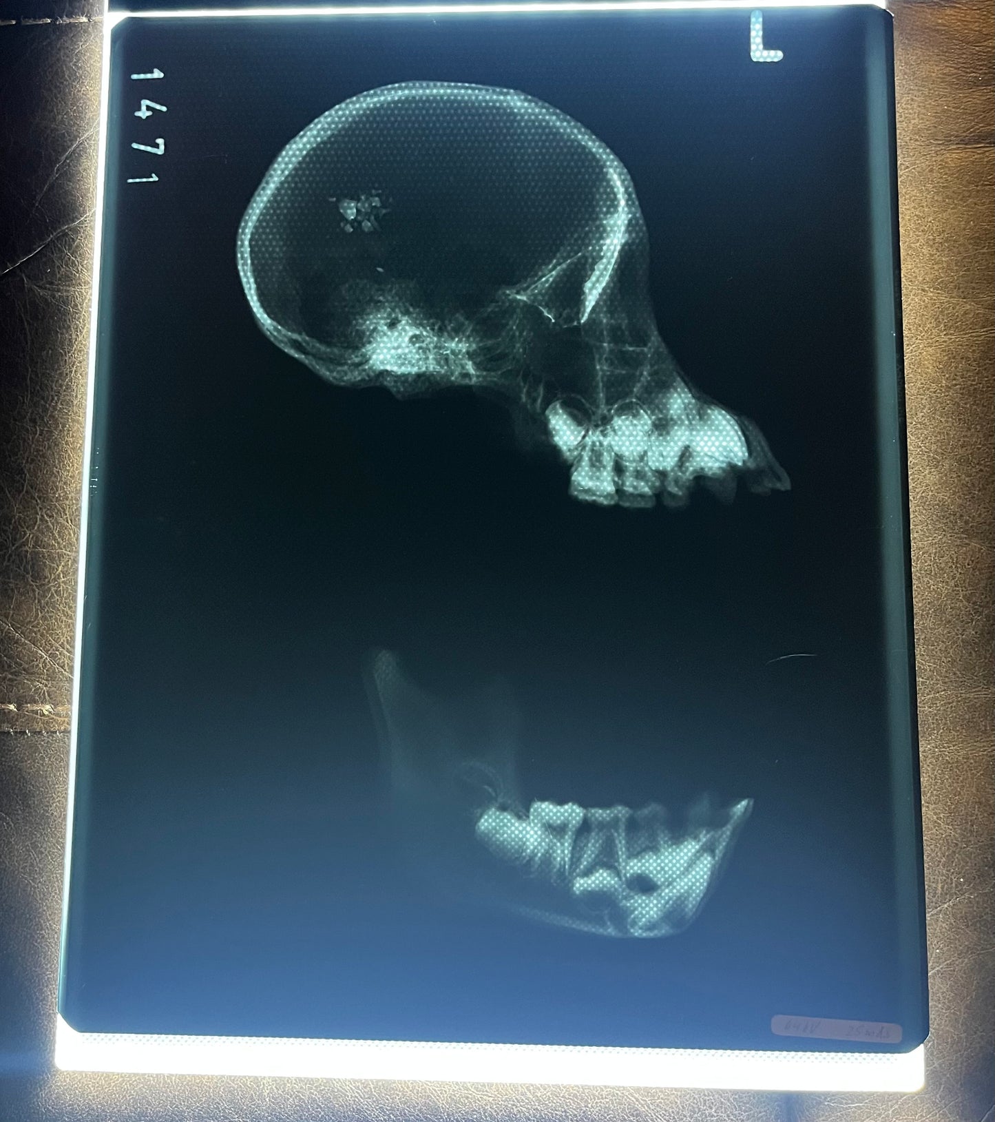 Primate Skull X-Ray