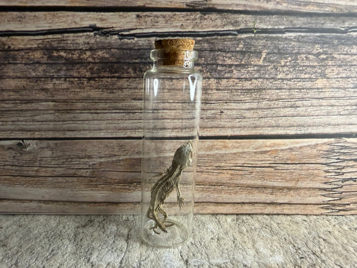 Dry Preserved Bearded Dragon