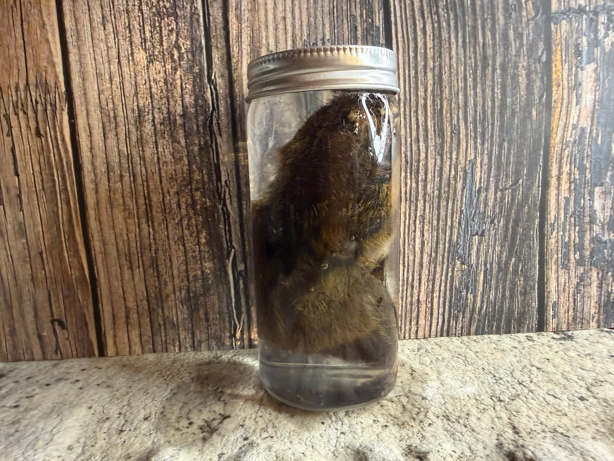 Chipmunk Wet Specimen