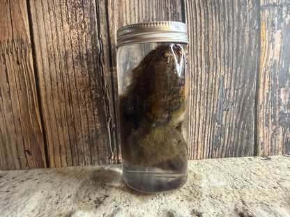 Chipmunk Wet Specimen