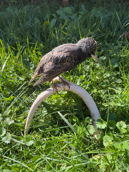 European Starling on Antler Taxidermy