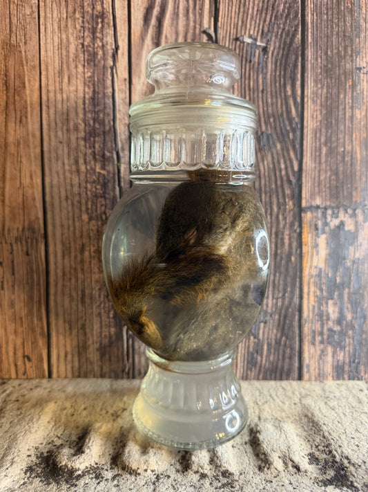 Juvenile Squirrel Wet Specimen