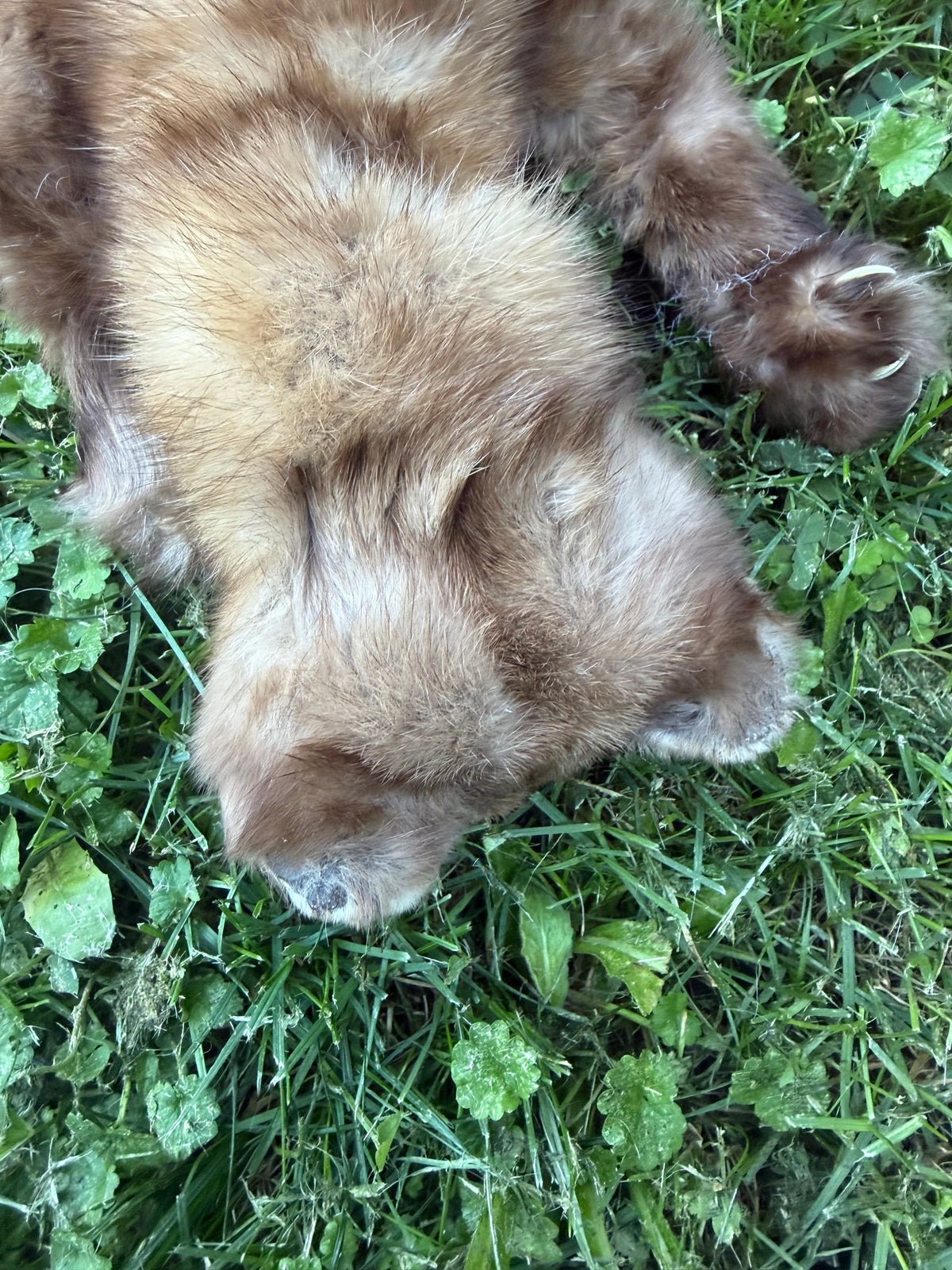 Pine Marten Soft Mount