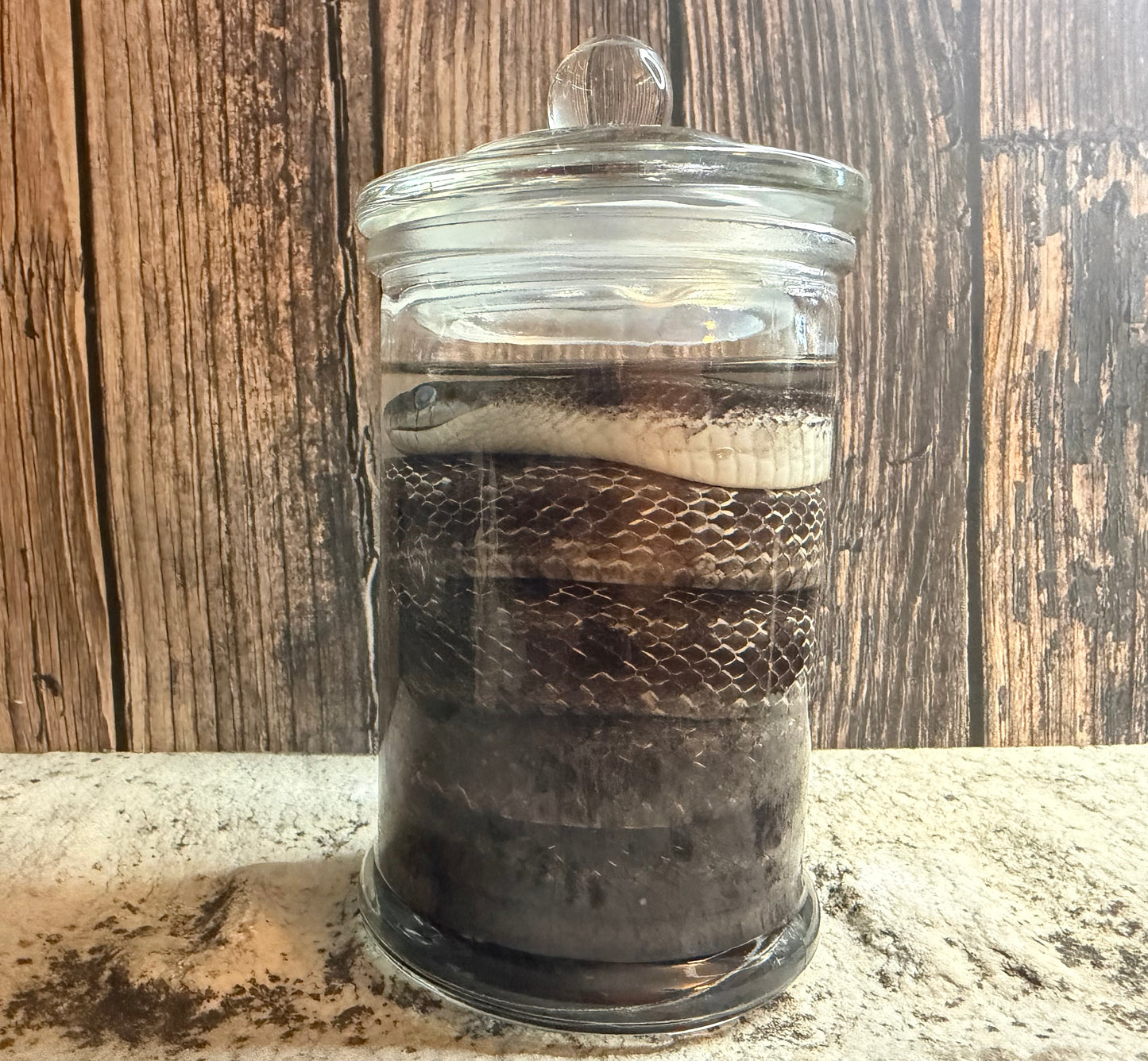 Eastern Rat Snake Wet Specimen