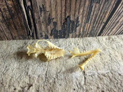 Partial Hedgehog Skull