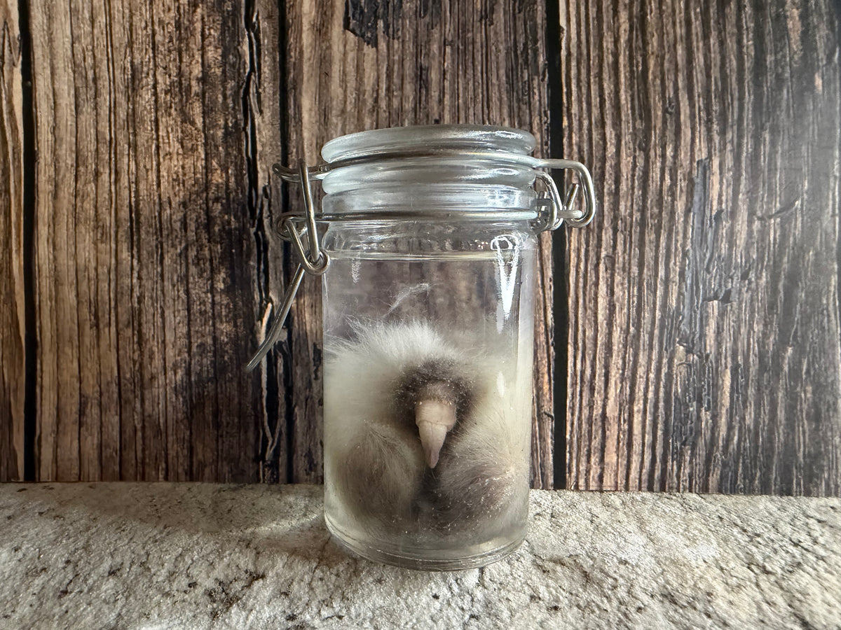 Domestic Cat 'Family Jewels' Penis & Testicles Wet Specimen