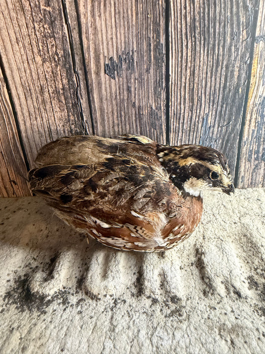 Bobwhite Quail Taxidermy (Unmounted)