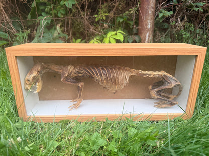 Mummified Ferret Shadowbox