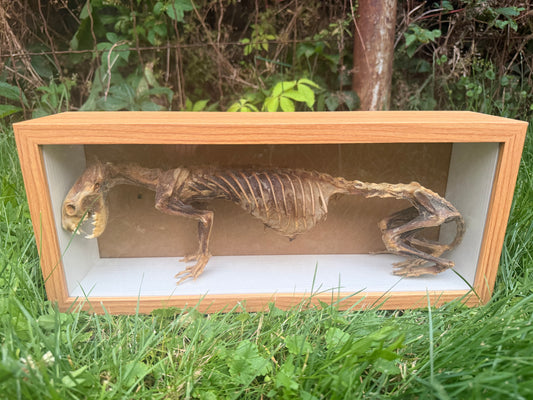 Mummified Ferret Shadowbox