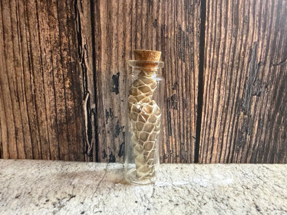 Snake Shed Curio Vial (Cork)