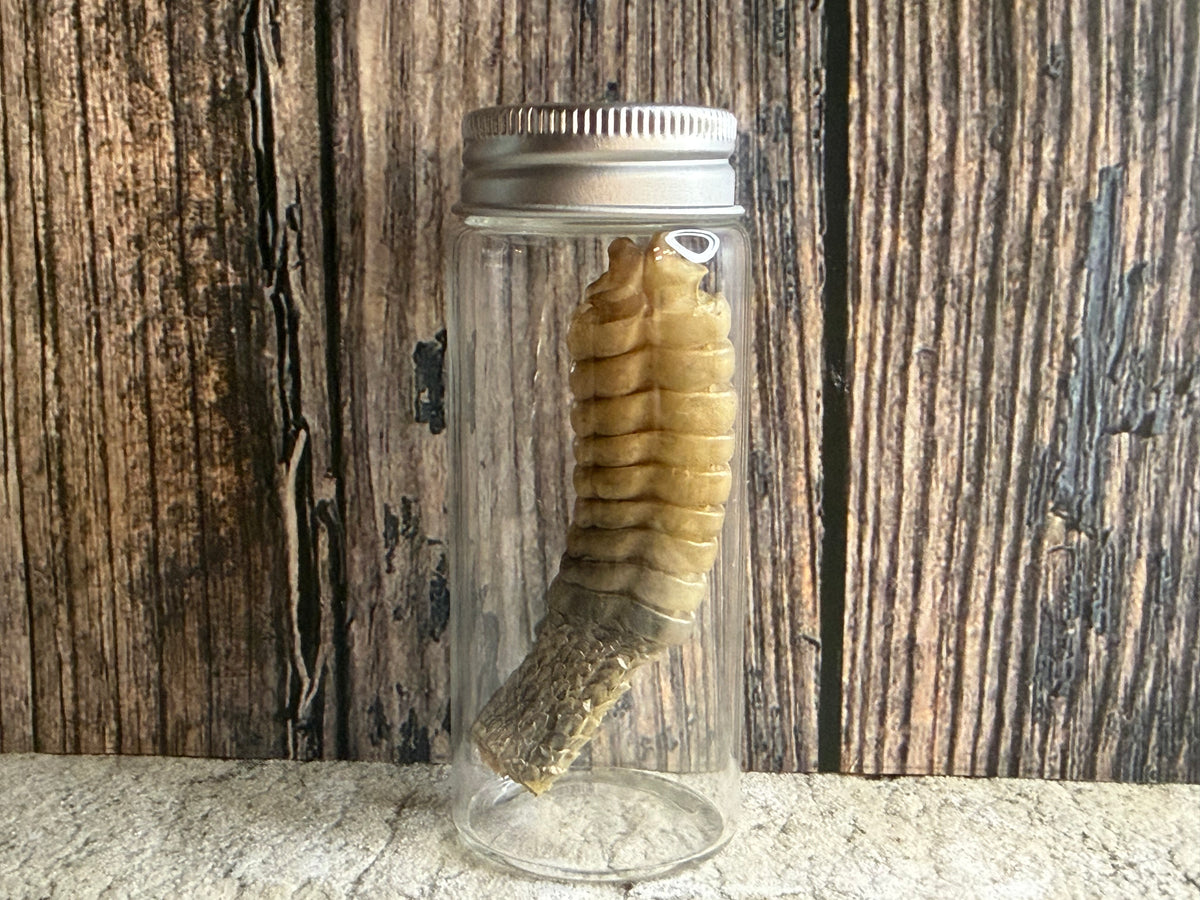 Dry Preserved Rattlesnake Tail Curio Vial