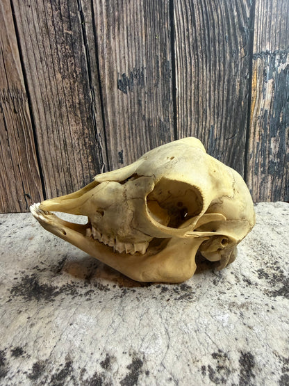Juvenile Goat Skull (Complete)