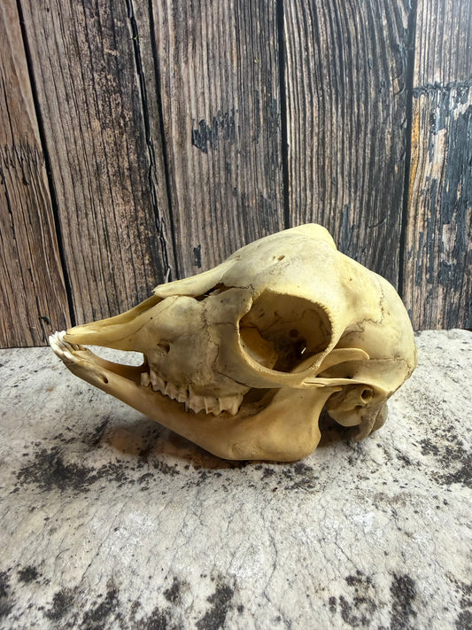 Juvenile Goat Skull (Complete)