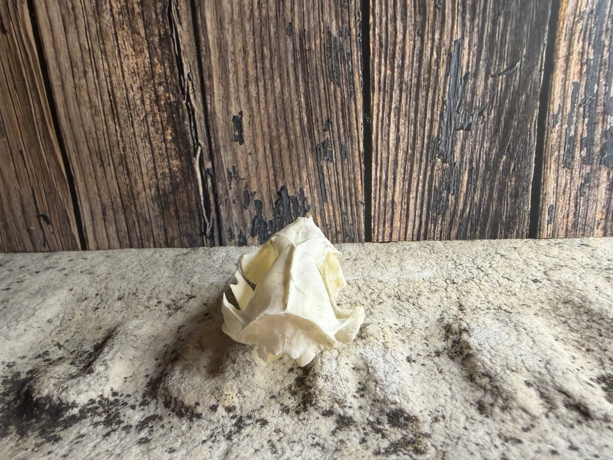 Tiny Virginia Opossum Skull