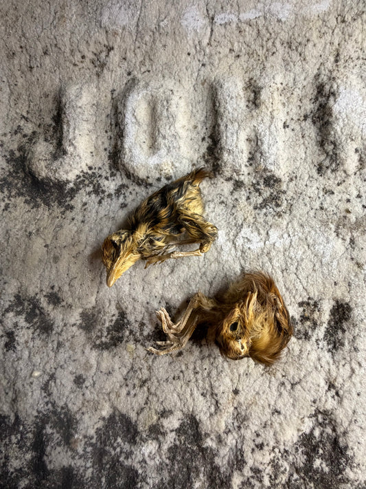 Wholesale (On Demand): Mummified Quail Chicks