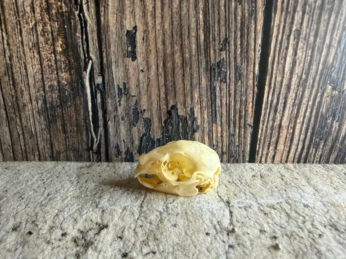 Tiny Rabbit Skull