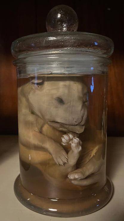 Great Pyrenees Stillborn Puppy Wet Specimen (Right)