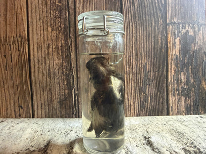 Fledgling House Sparrow Wet Specimen (#2)