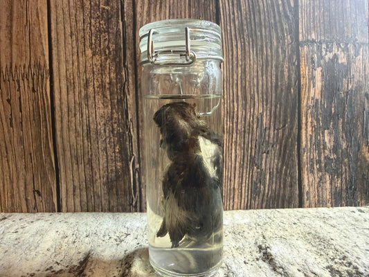 Fledgling House Sparrow Wet Specimen (#2)