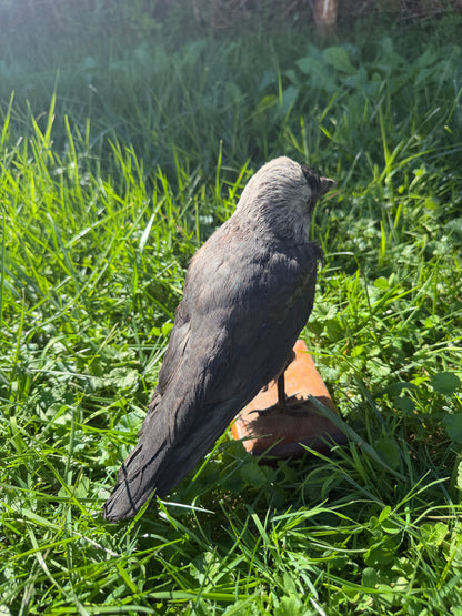 Eurasian Jackdaw Taxidermy