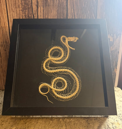 Trimeresurus albolabris (White Lipped Python) Skeleton Shadowbox Frame