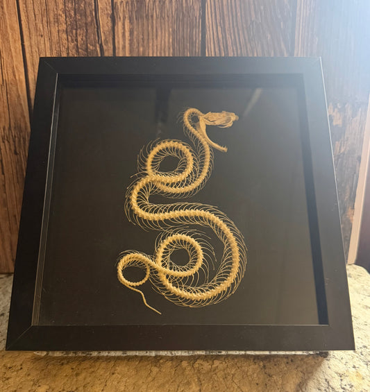 Trimeresurus albolabris (White Lipped Python) Skeleton Shadowbox Frame