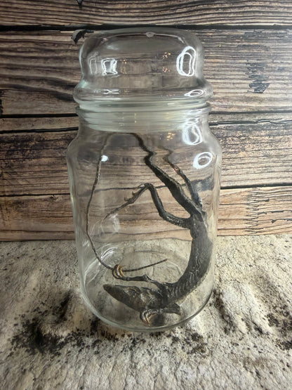 Dry Preserved Lizard