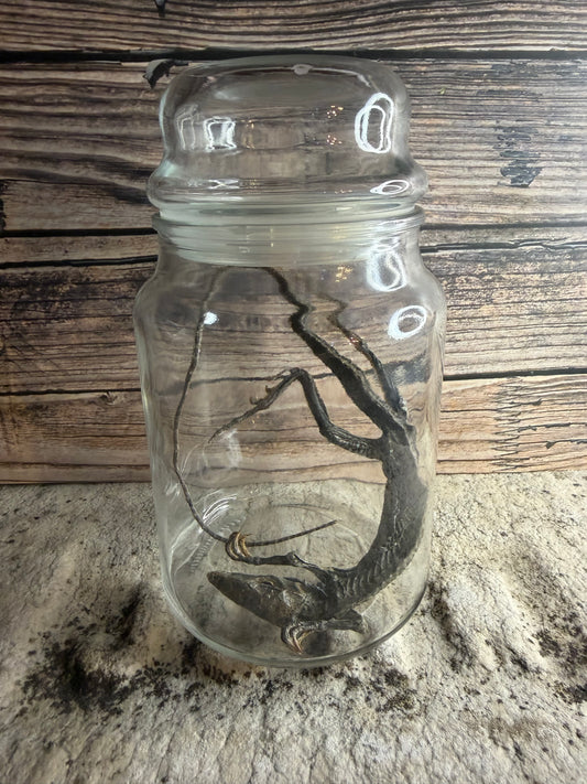 Dry Preserved Lizard
