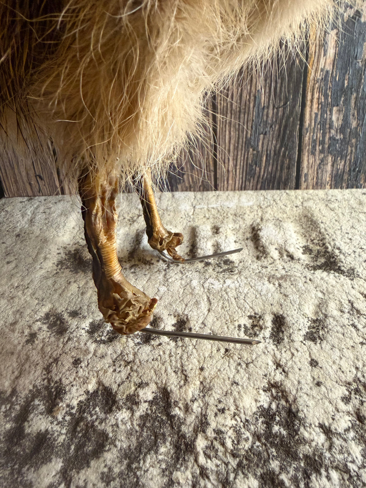 Taxidermy Ostrich Chick