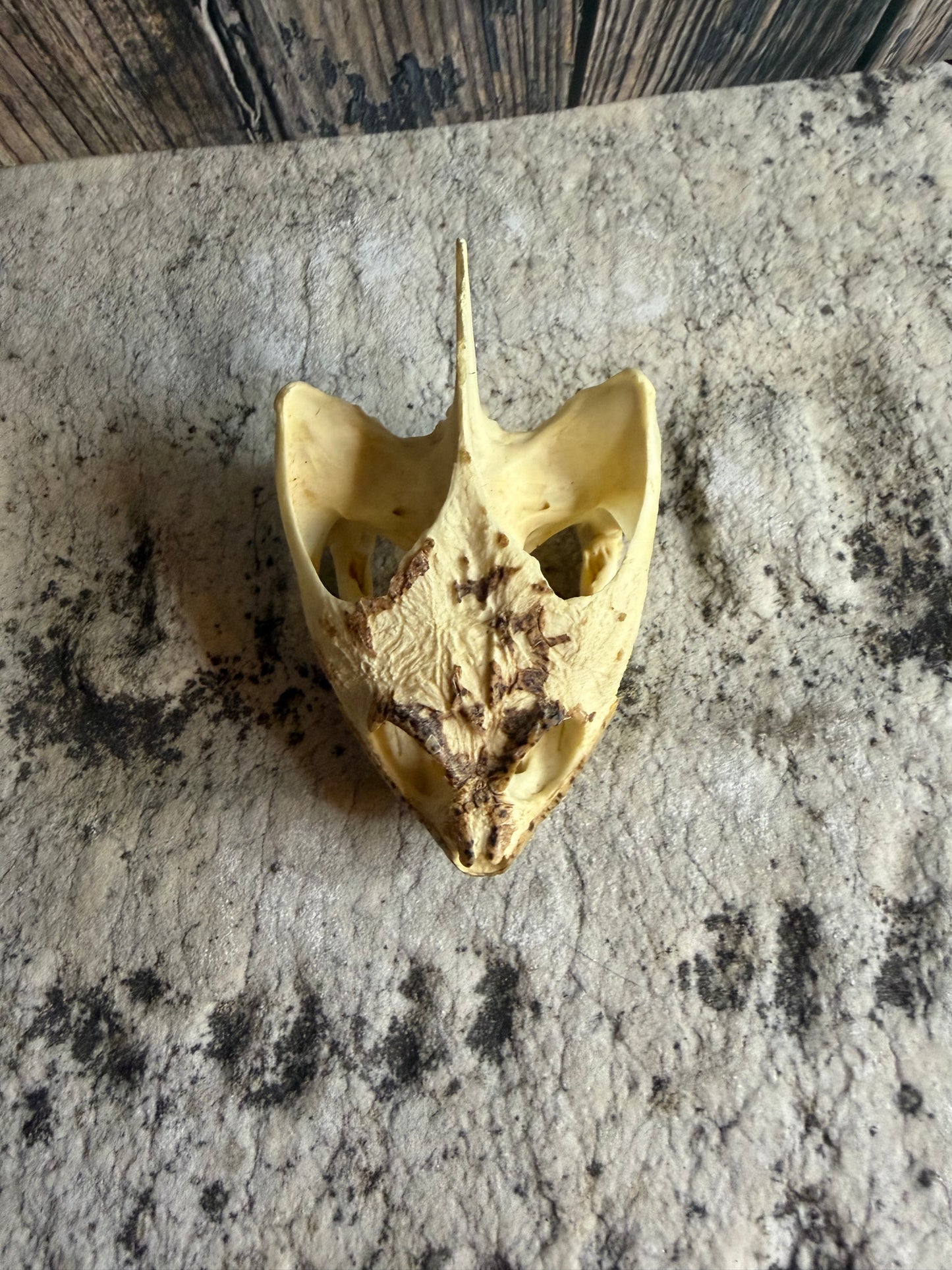 Snapping Turtle Skull (#2)