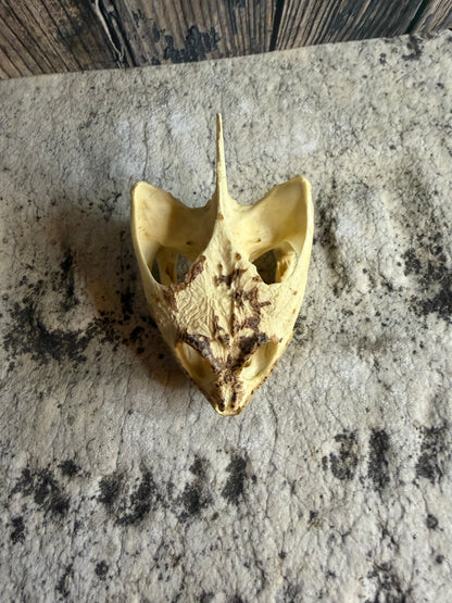 Snapping Turtle Skull (#2)
