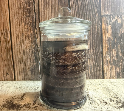 Eastern Rat Snake Wet Specimen