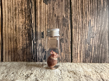 Squirrel Heart Wet Specimen