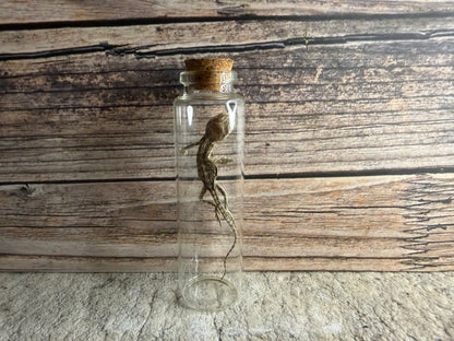 Dry Preserved Bearded Dragon