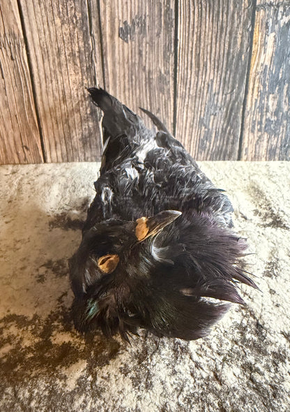 Dry Preserved Pigeon