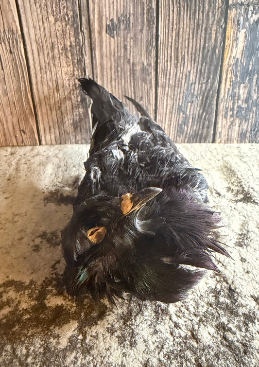 Dry Preserved Pigeon