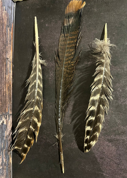 Craft Grade Wild Turkey Feather