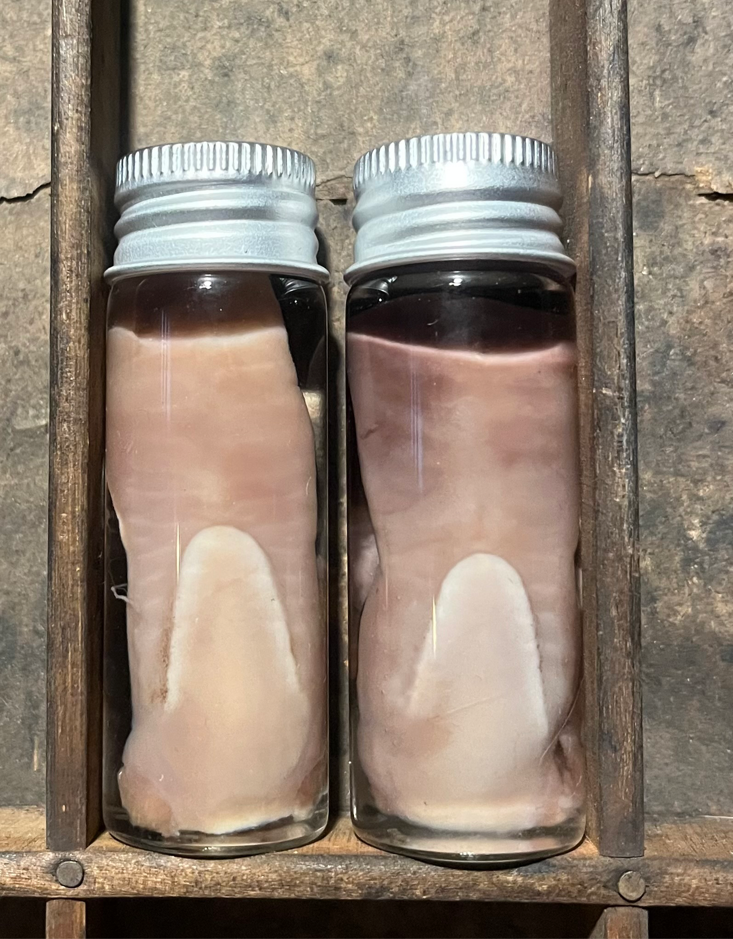 English Lop Rabbit Tongue Wet Specimen Vial