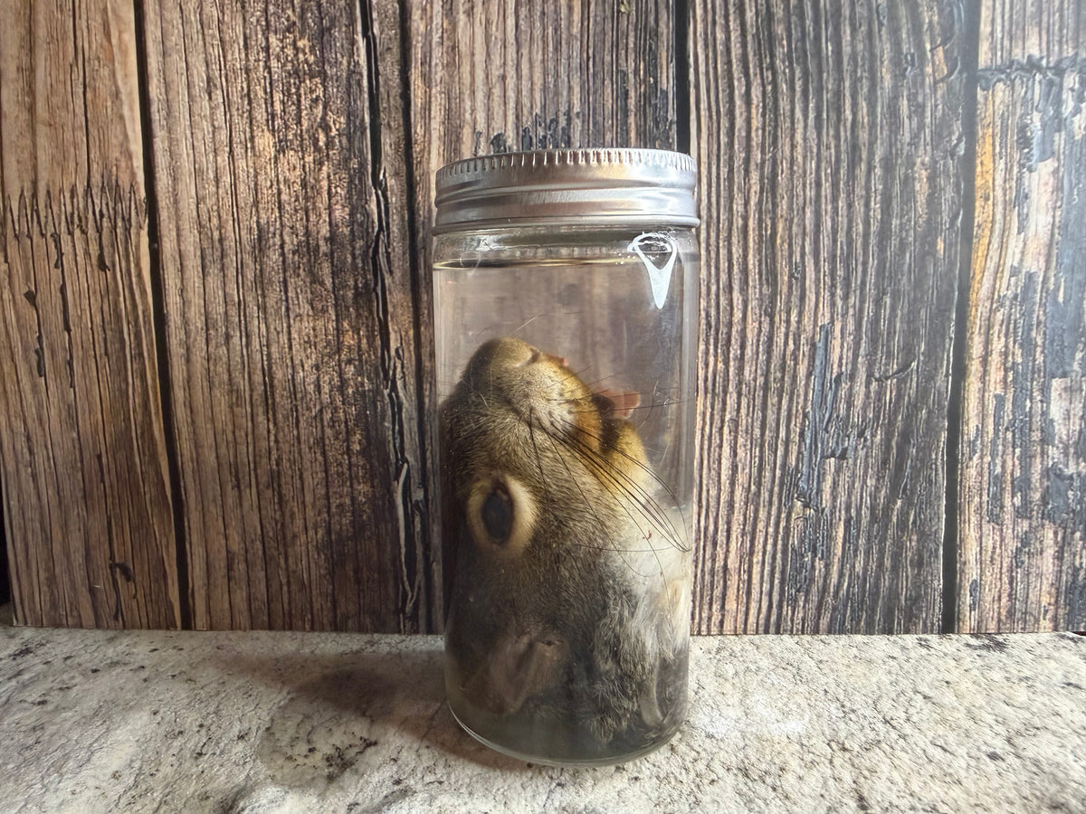 Squirrel Head Wet Specimen