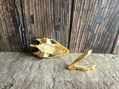 Turtle Skull (Lg.)