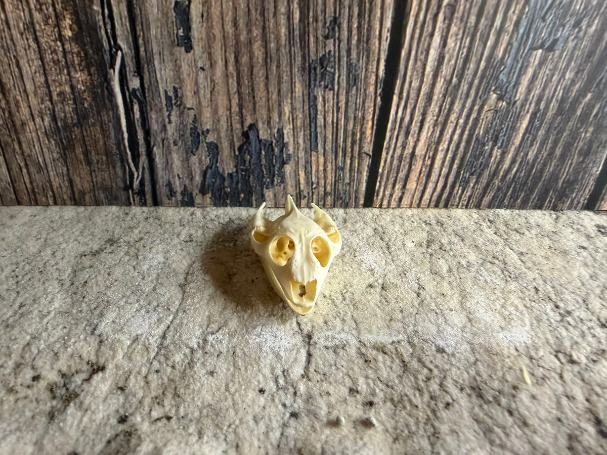 Turtle Skull (Sm)