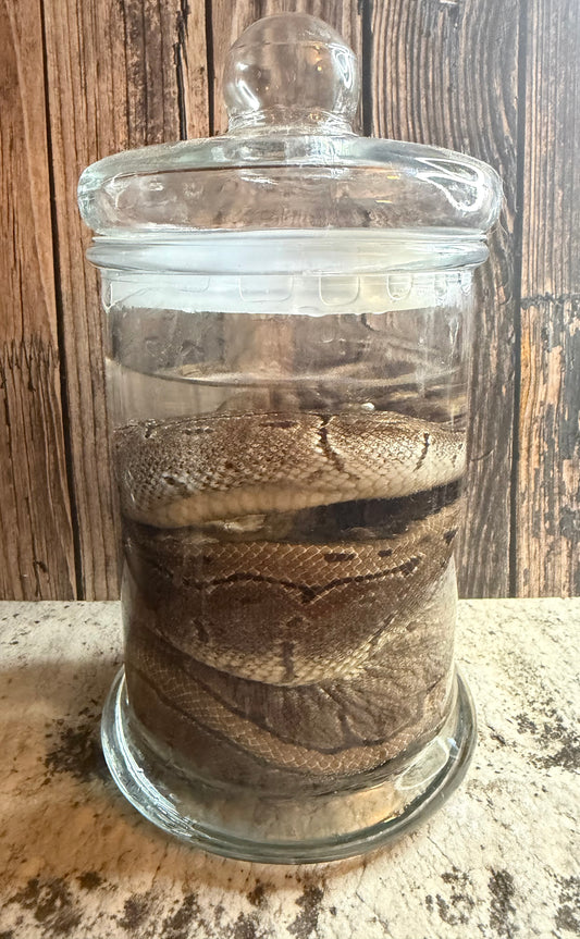 Pinstripe Adult Ball Python Wet Specimen